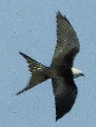 Swallow-tailed Kite - ML307975331