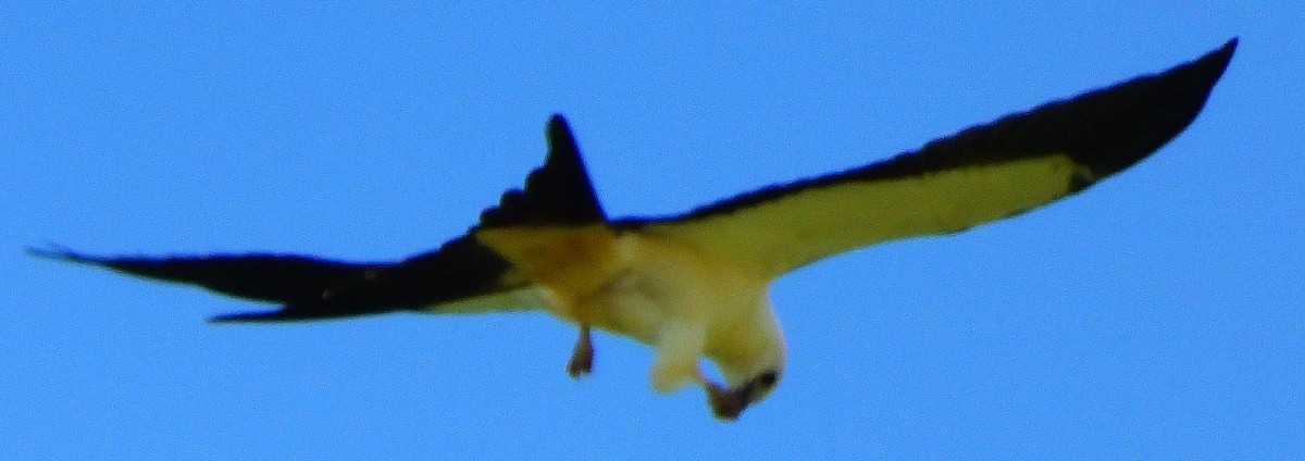 Swallow-tailed Kite - ML307975341