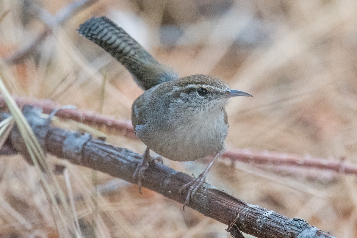 Bewick's Wren - ML307975361