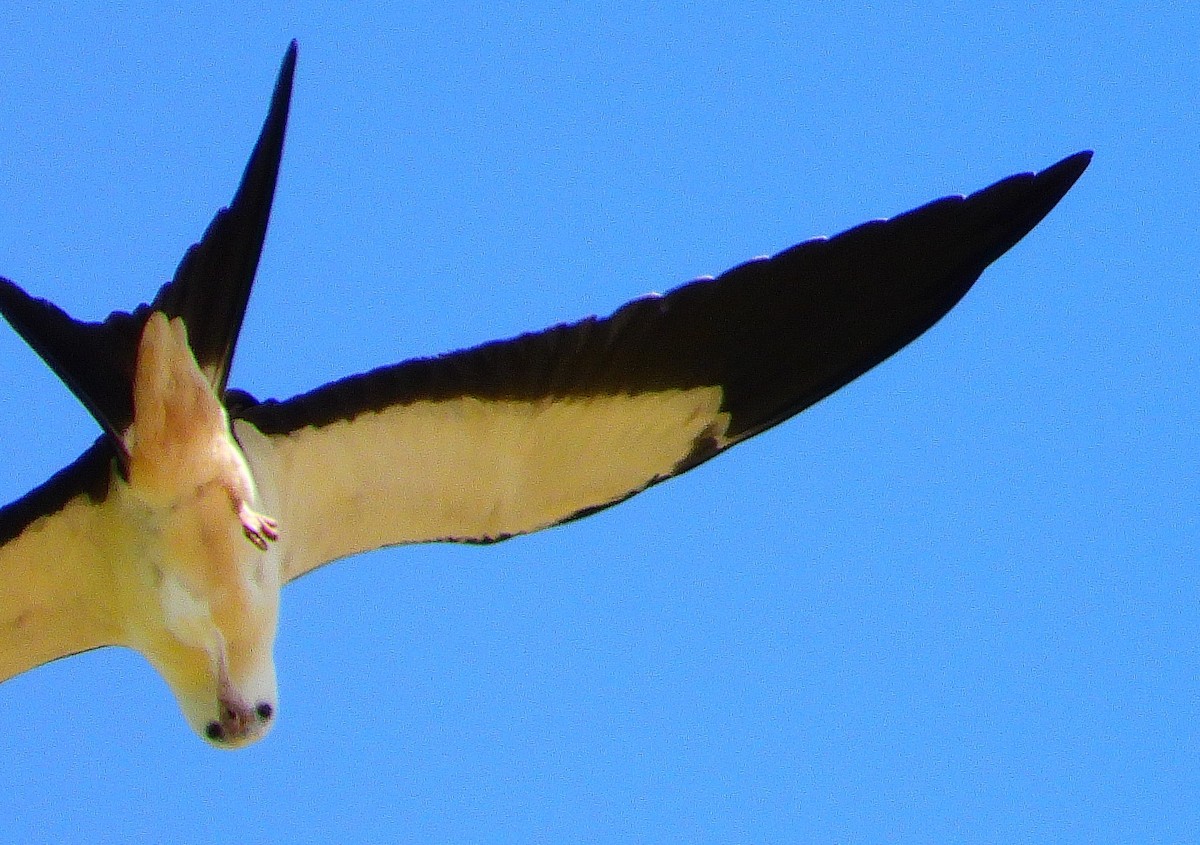 Swallow-tailed Kite - ML307975371