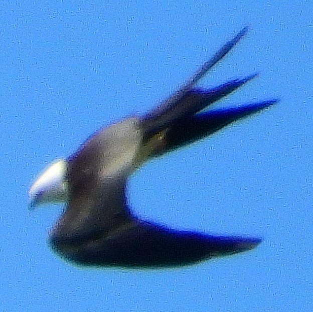Swallow-tailed Kite - ML307975381