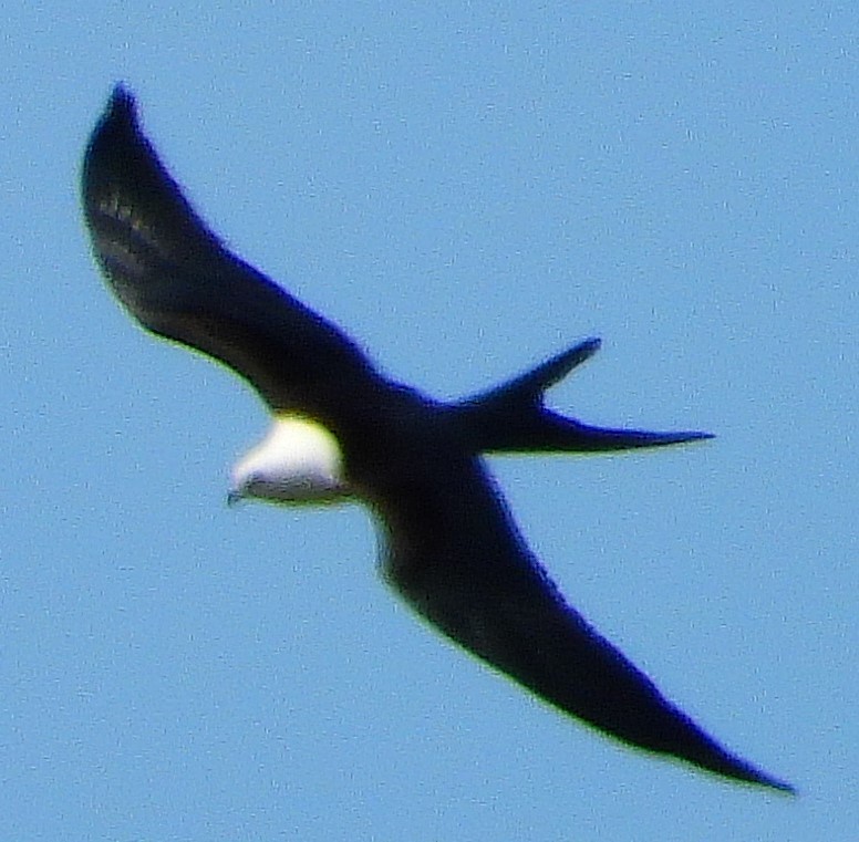 Swallow-tailed Kite - ML307975391