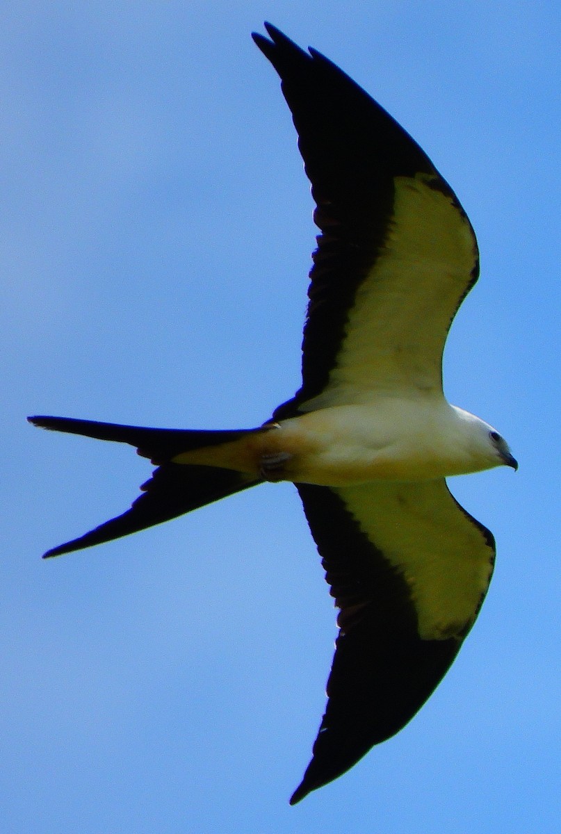 Swallow-tailed Kite - ML307975401