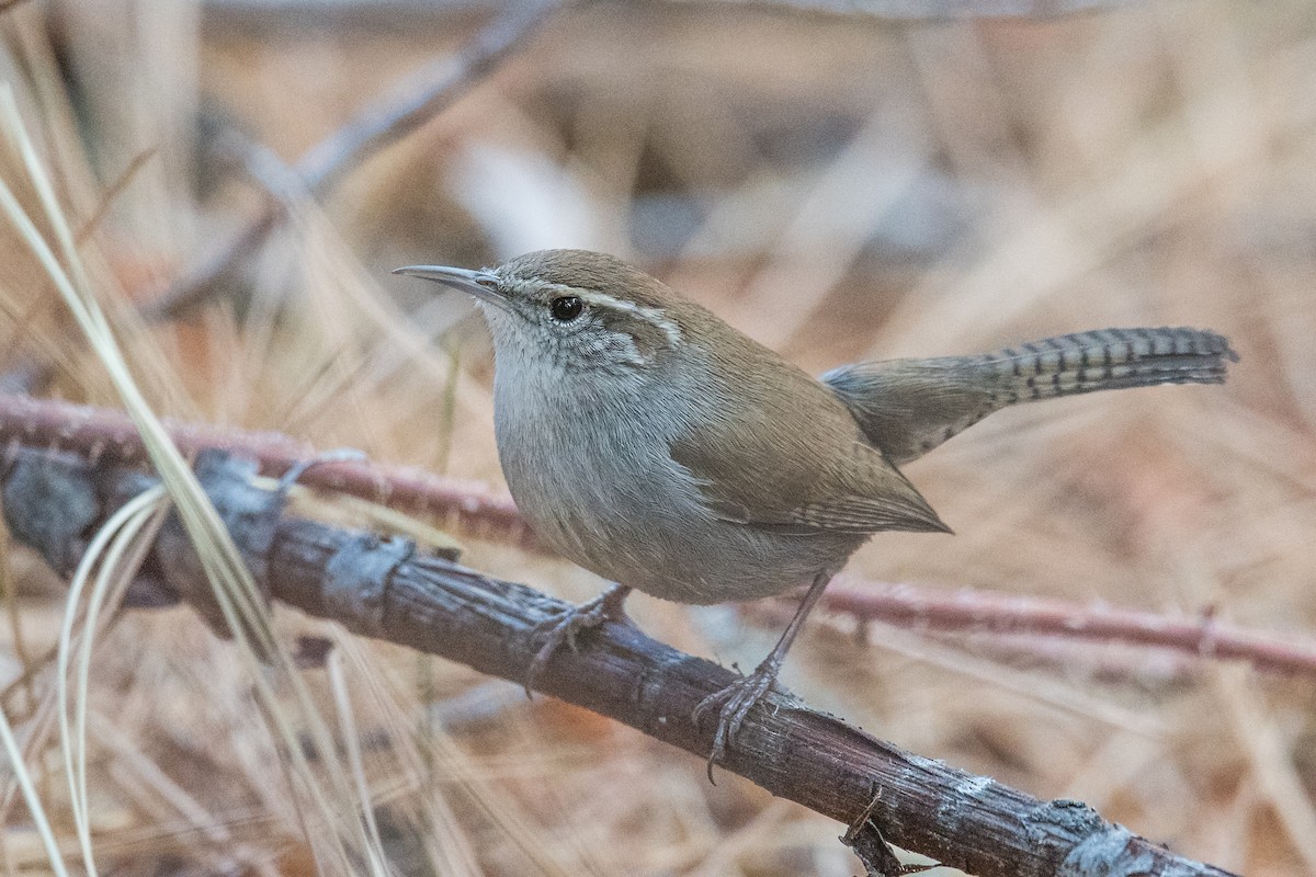 Bewick's Wren - ML307975411