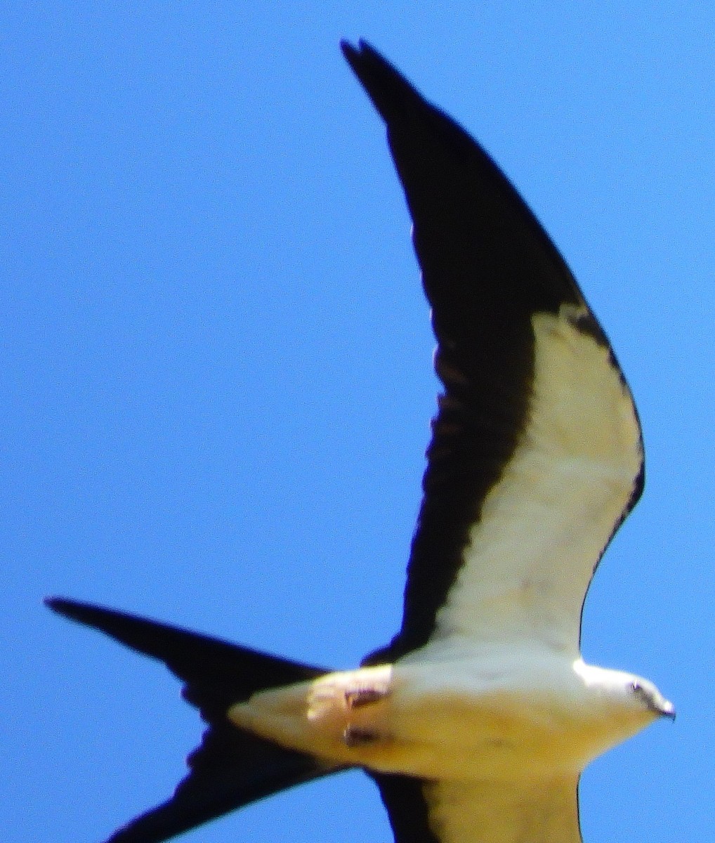 Swallow-tailed Kite - ML307975421