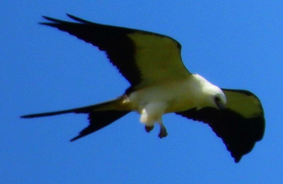 Swallow-tailed Kite - ML307975441