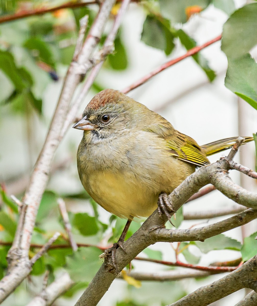 Green-tailed Towhee - ML307975471