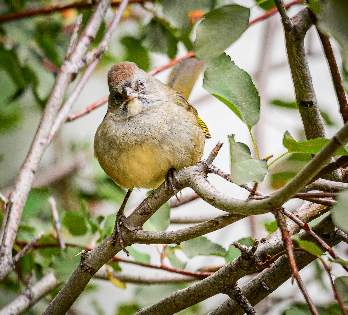 Green-tailed Towhee - ML307975511