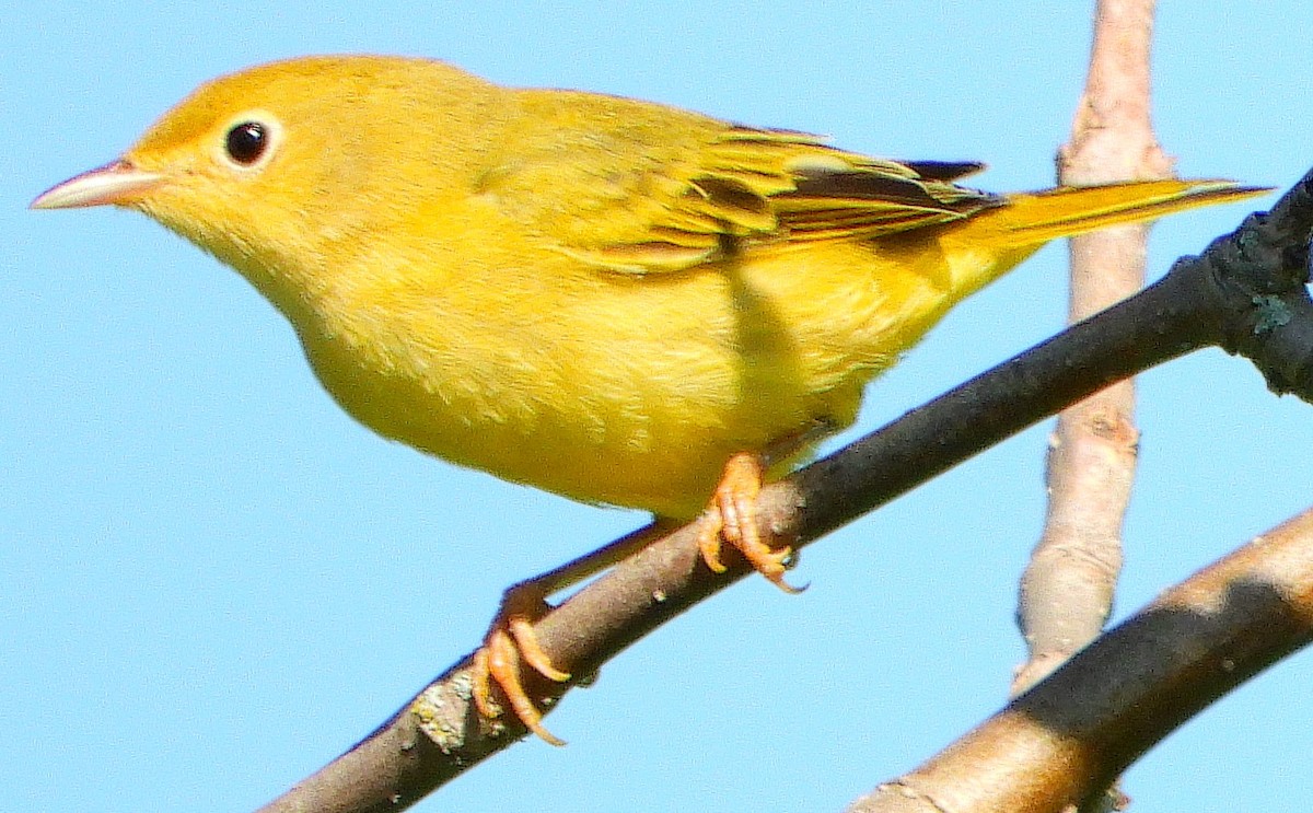 Yellow Warbler - ML307976081