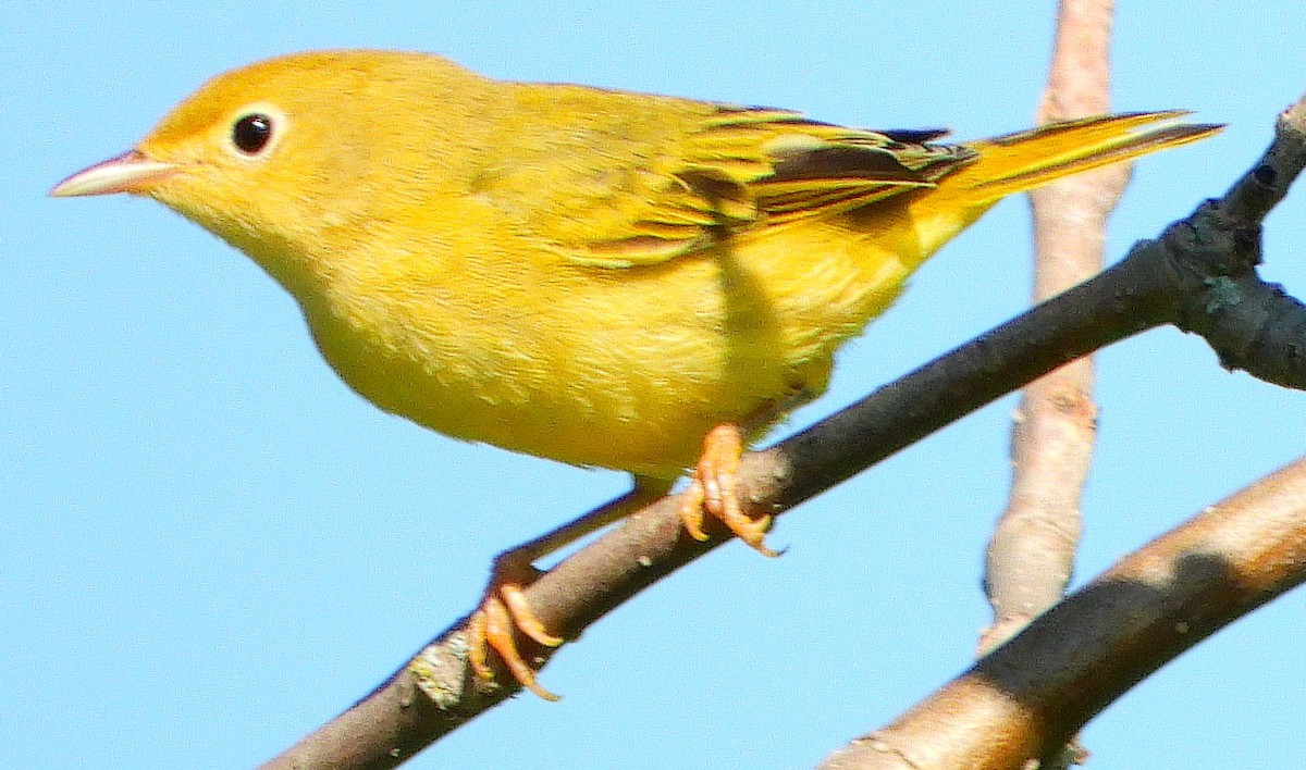 Yellow Warbler - ML307976091