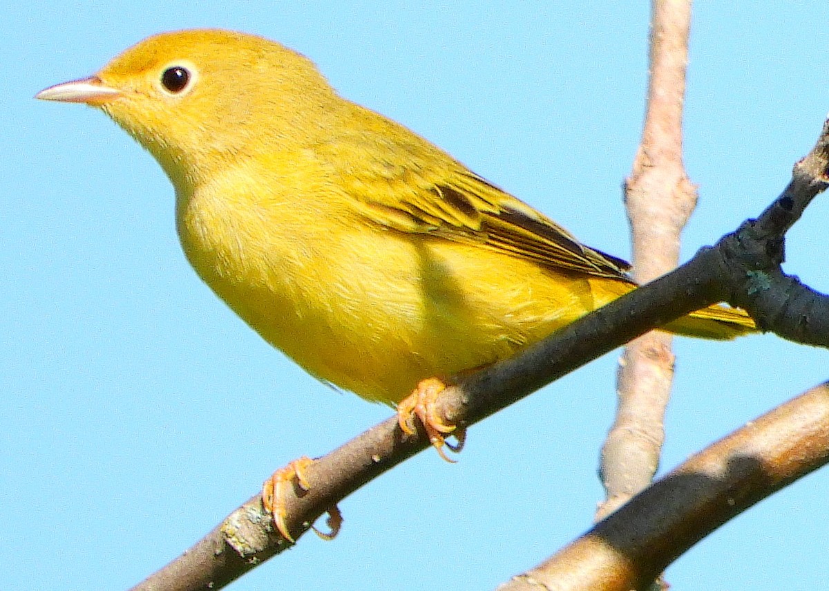 Yellow Warbler - ML307976101