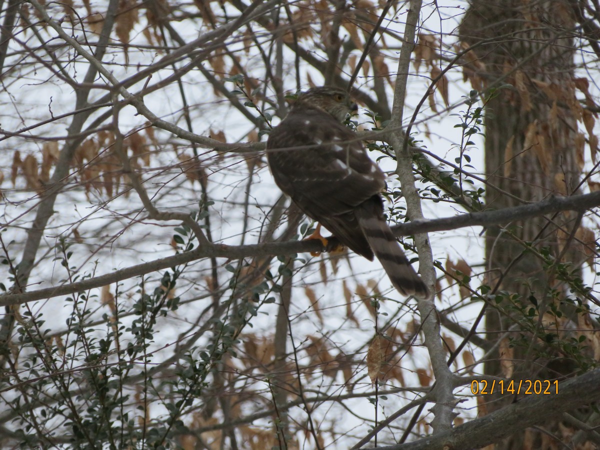 Sharp-shinned/Cooper's Hawk - ML307976731