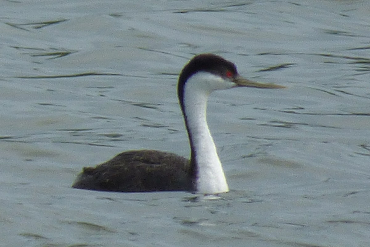 Western Grebe - ML30797711