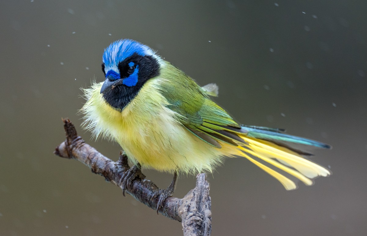 Green Jay - ML307978311