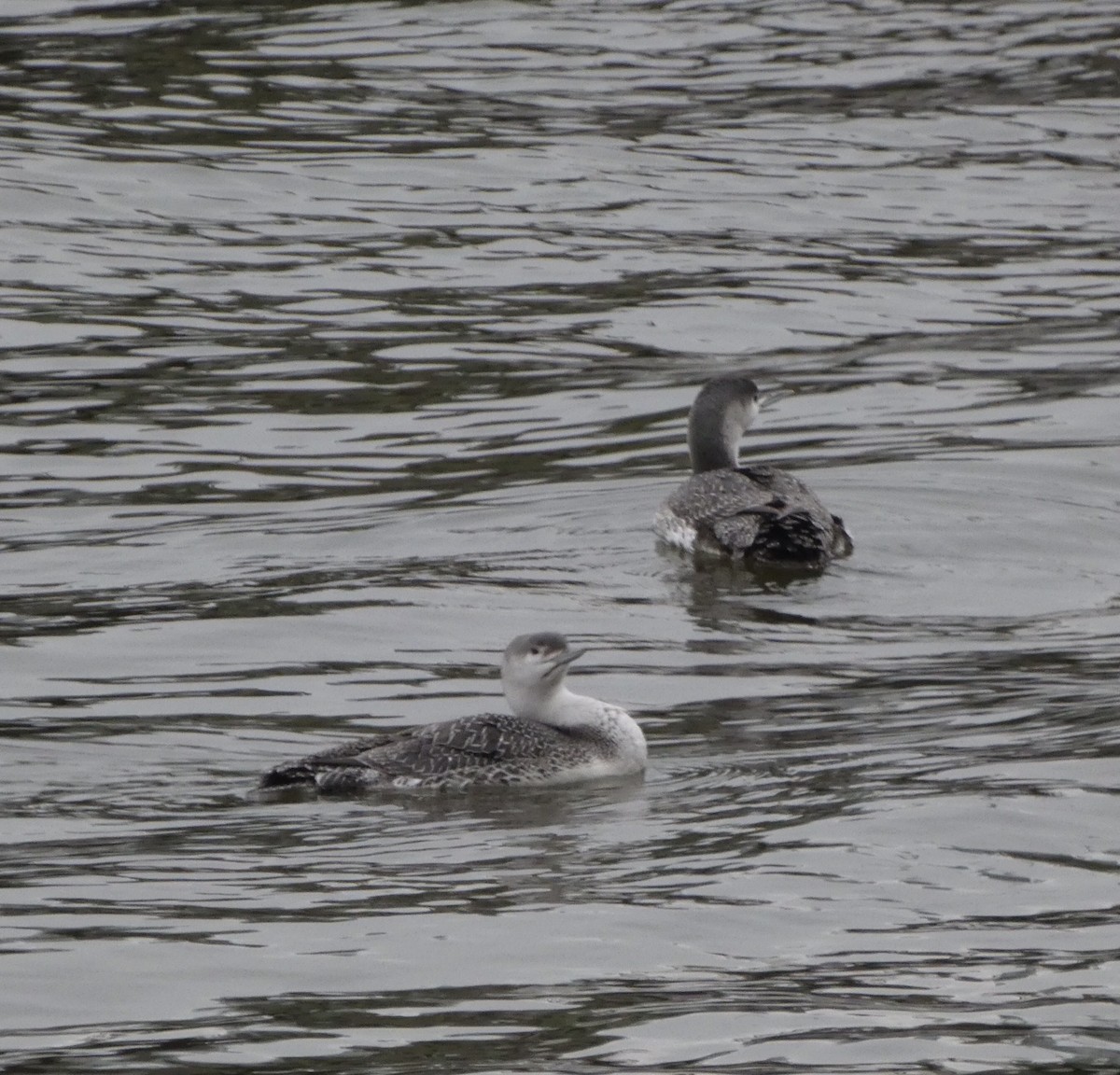 Red-throated Loon - ML307979211