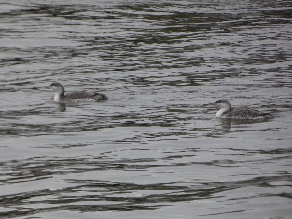 Red-throated Loon - ML307979291