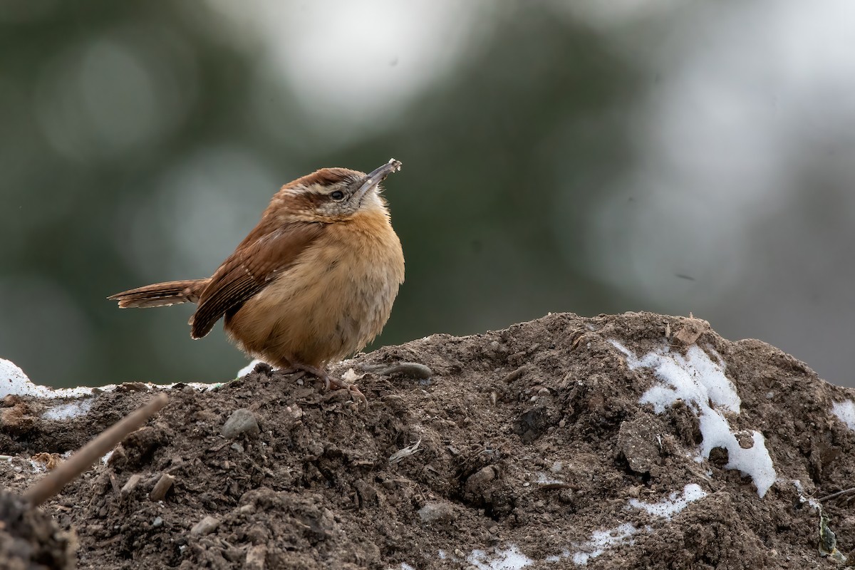 Carolina Wren - ML307980731