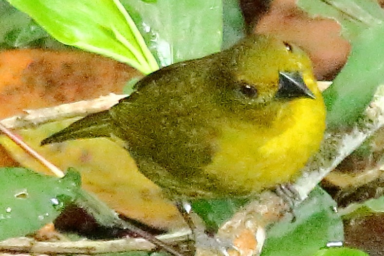 Carmiol's Tanager - Ryan Candee