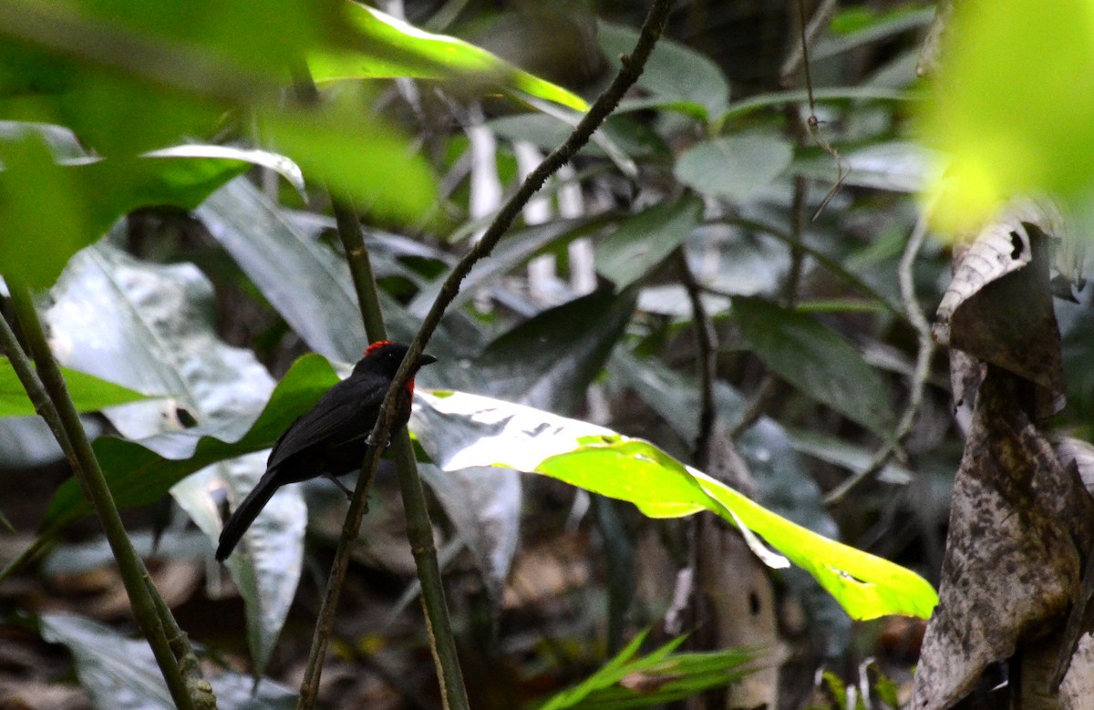 Sooty Ant-Tanager - David M. Bell