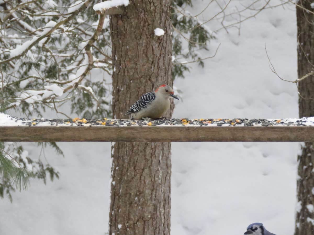 ub. spett (Picidae sp.) - ML307984921