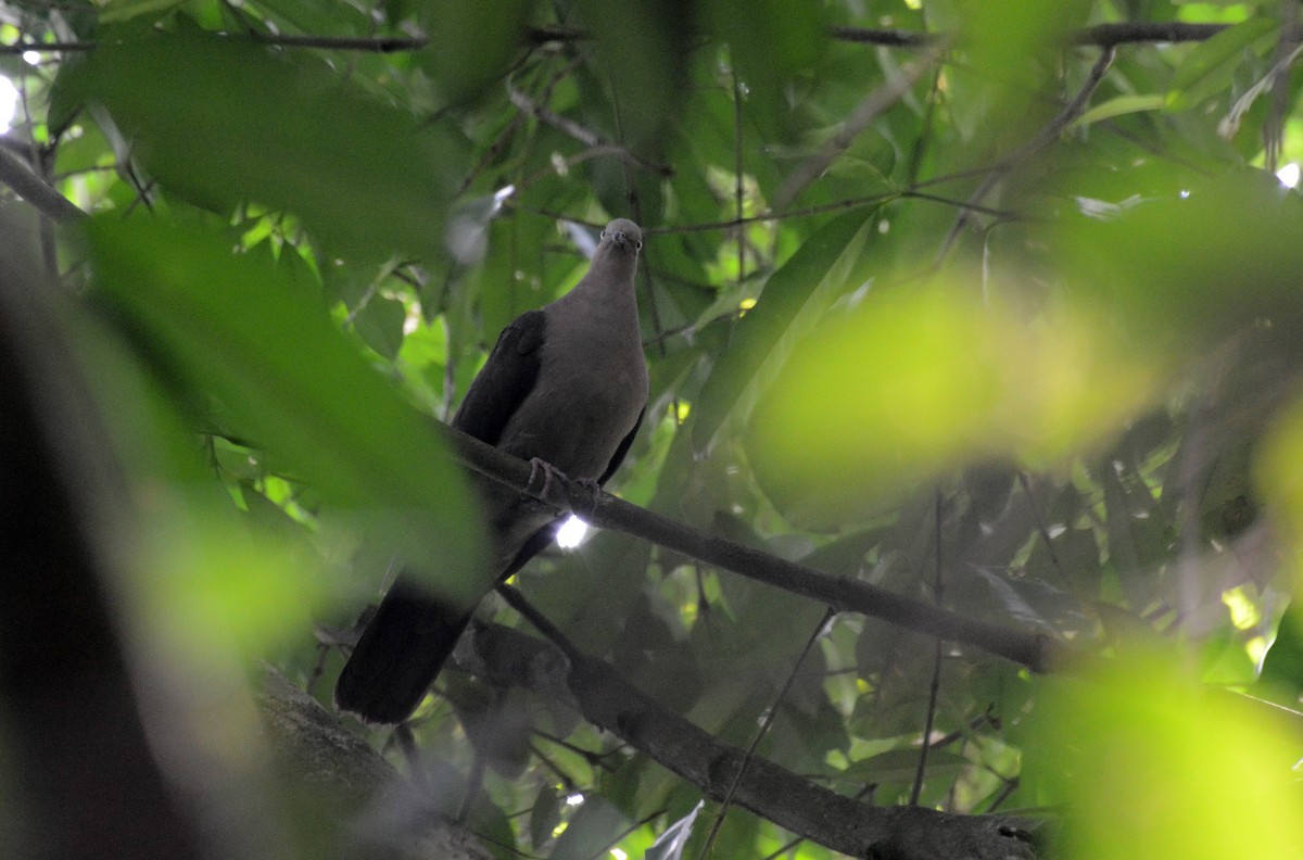 Pigeon plombé - ML30798501