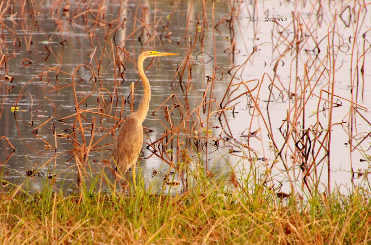 Purple Heron - SOHINI GHOSH