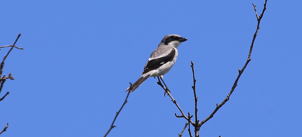 Loggerhead Shrike - ML30798661