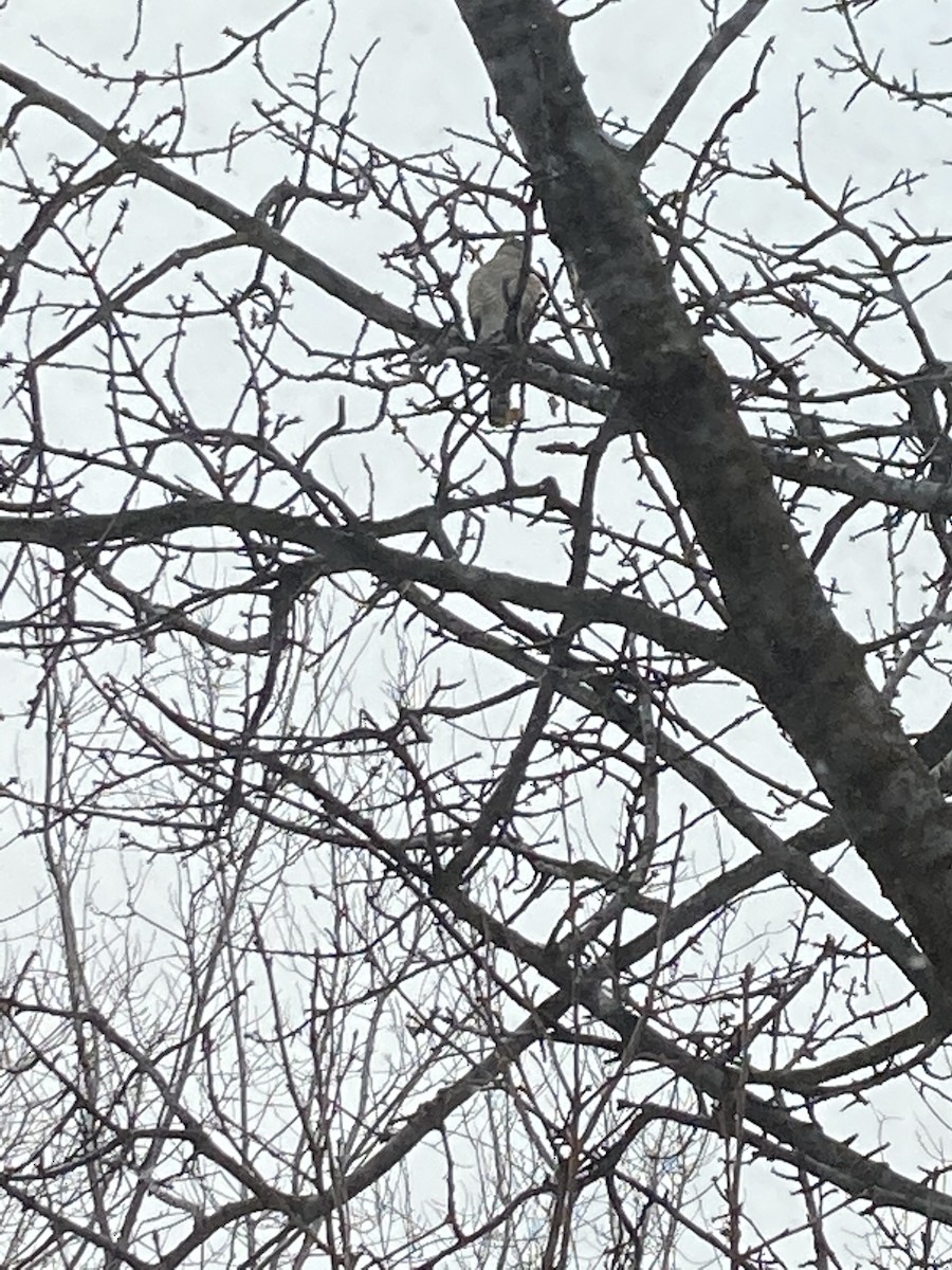 Sharp-shinned Hawk - Adam Blundell