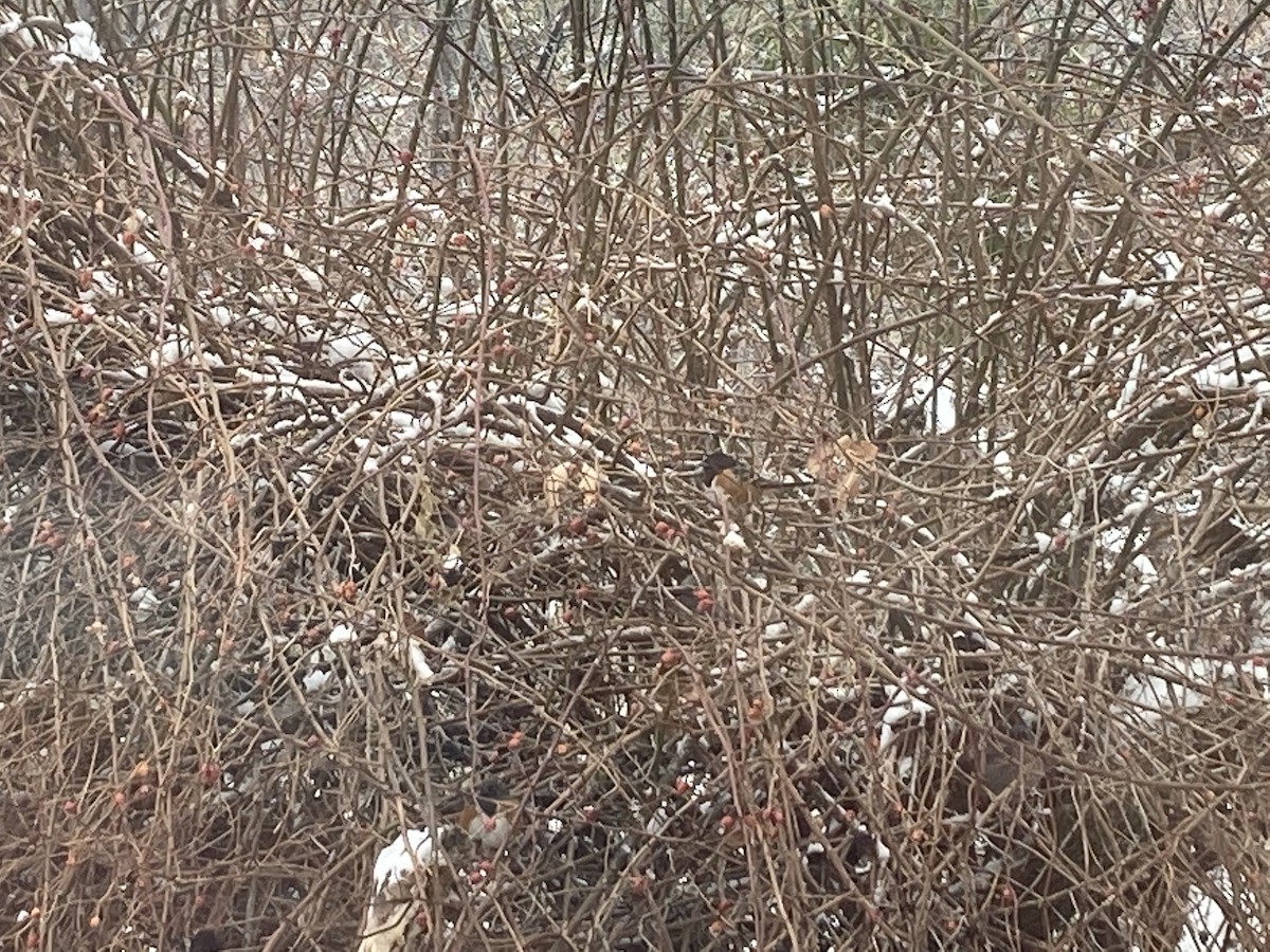 Spotted Towhee - ML307986771