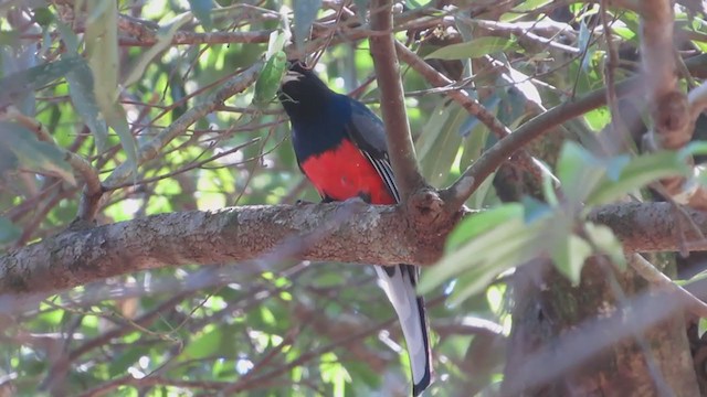 Trogon surucua - ML307987111