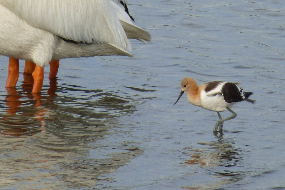 Avocette d'Amérique - ML30798721