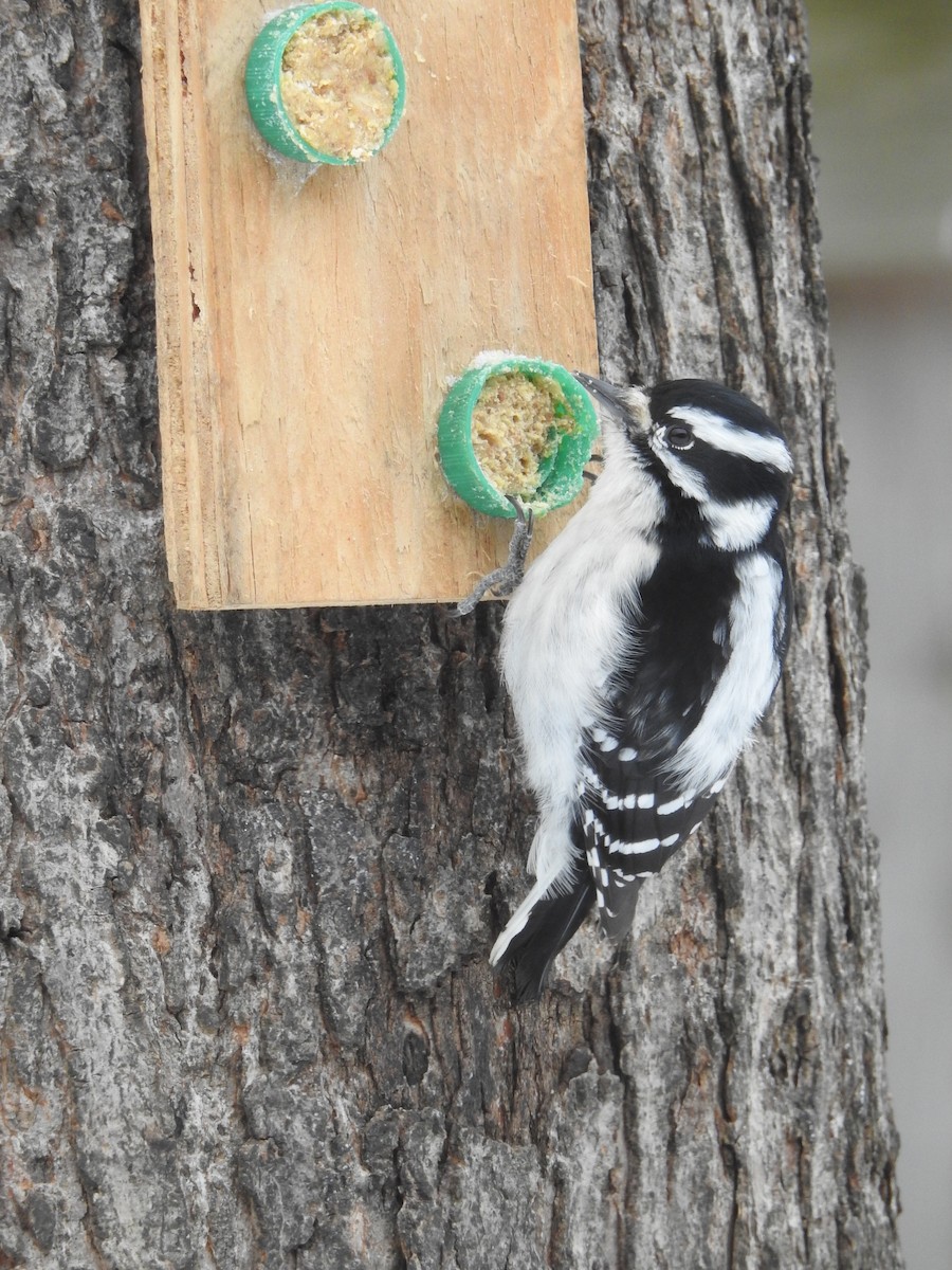 Downy Woodpecker - ML307987701