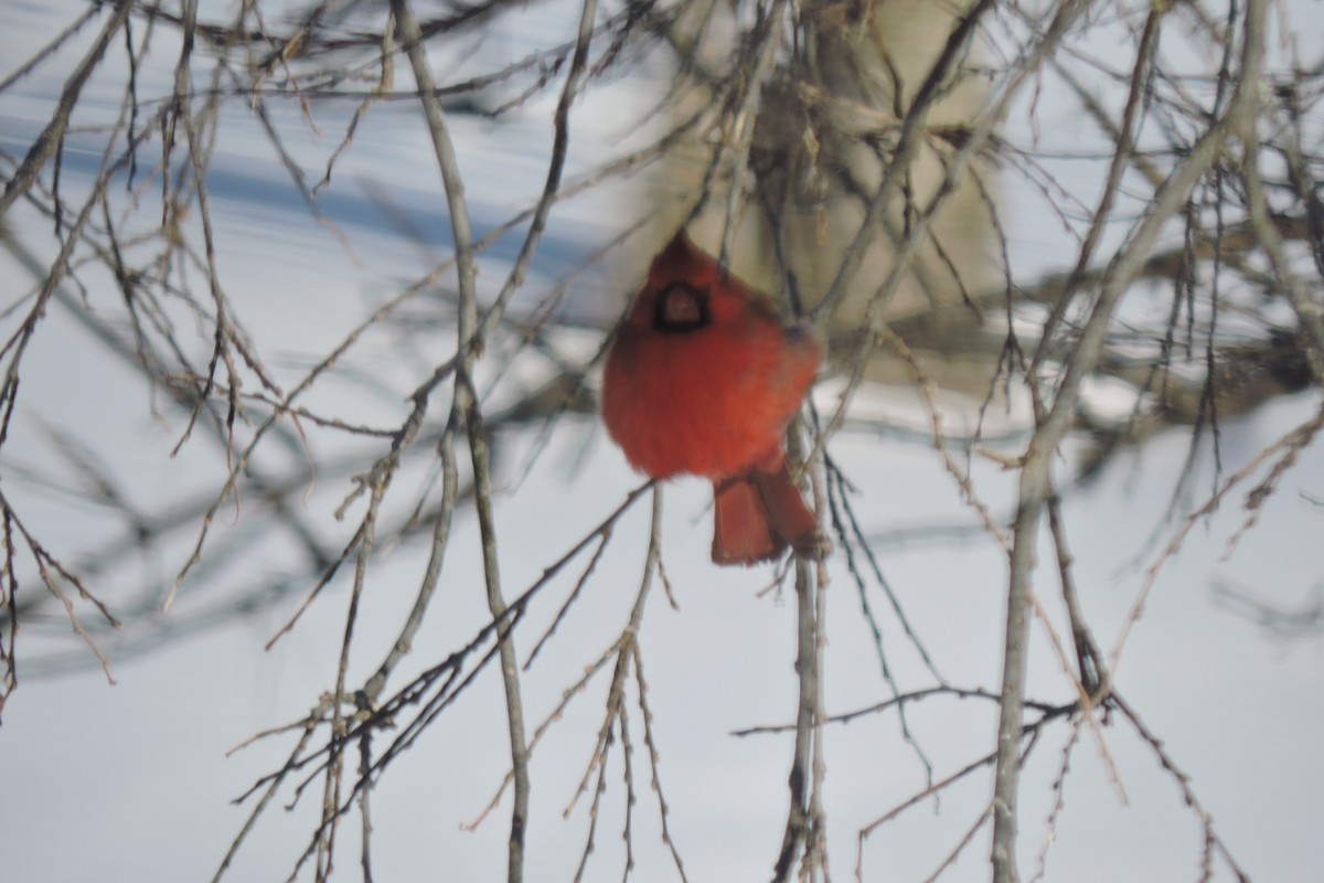 Northern Cardinal - Susan Nickels