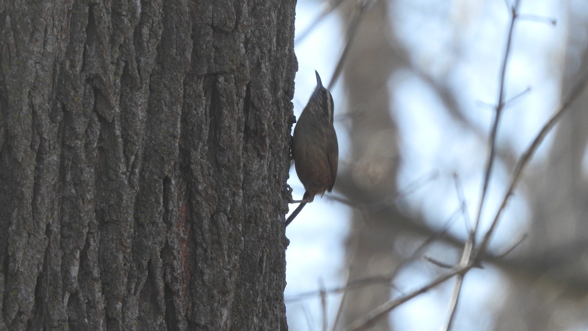 Carolina Wren - Tom Miller Sr.