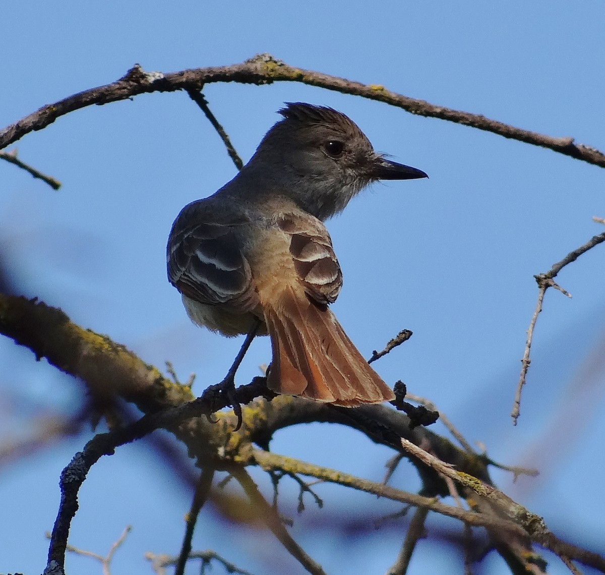 Ash-throated Flycatcher - Cara Barnhill