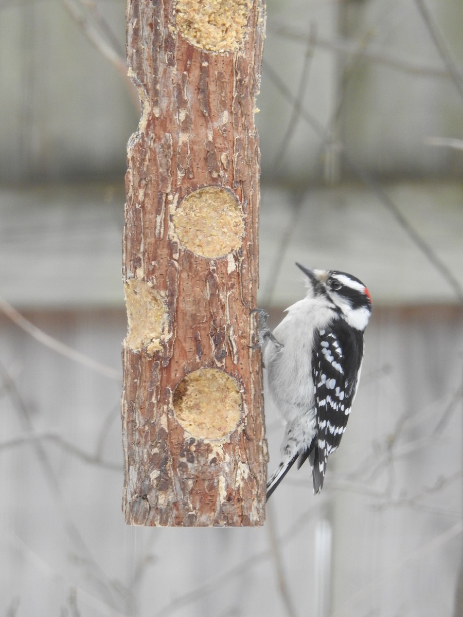 Downy Woodpecker - ML307992011