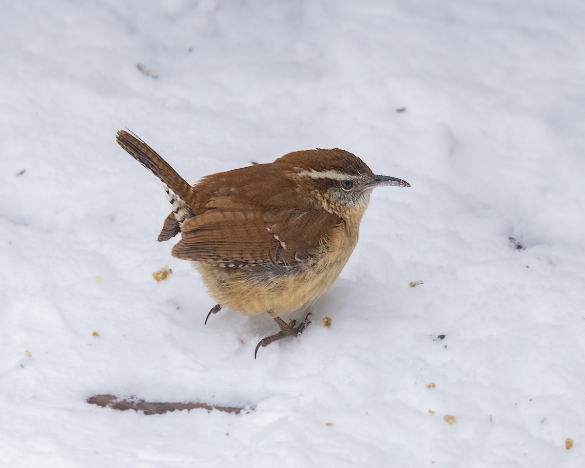 Carolina Wren - ML307993351