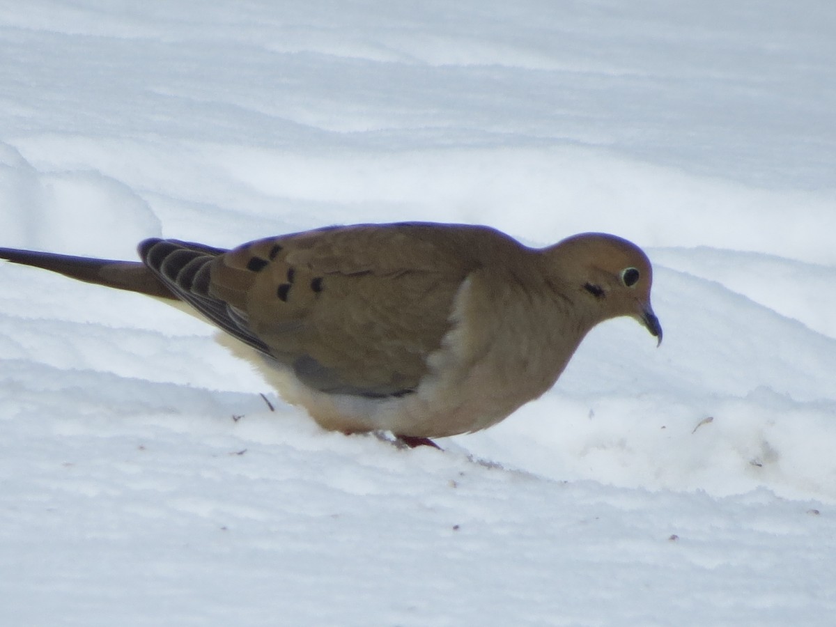 Mourning Dove - Ethan Maynard