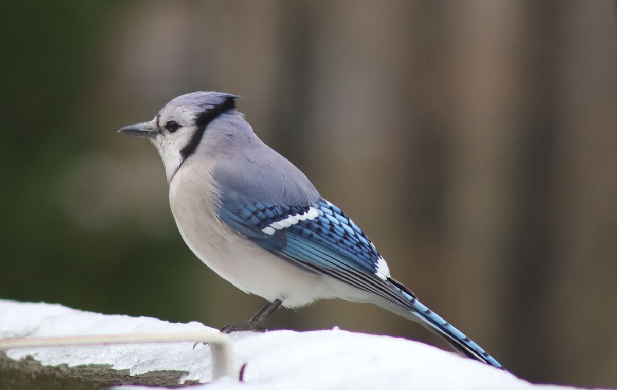 Blue Jay - ML307994661