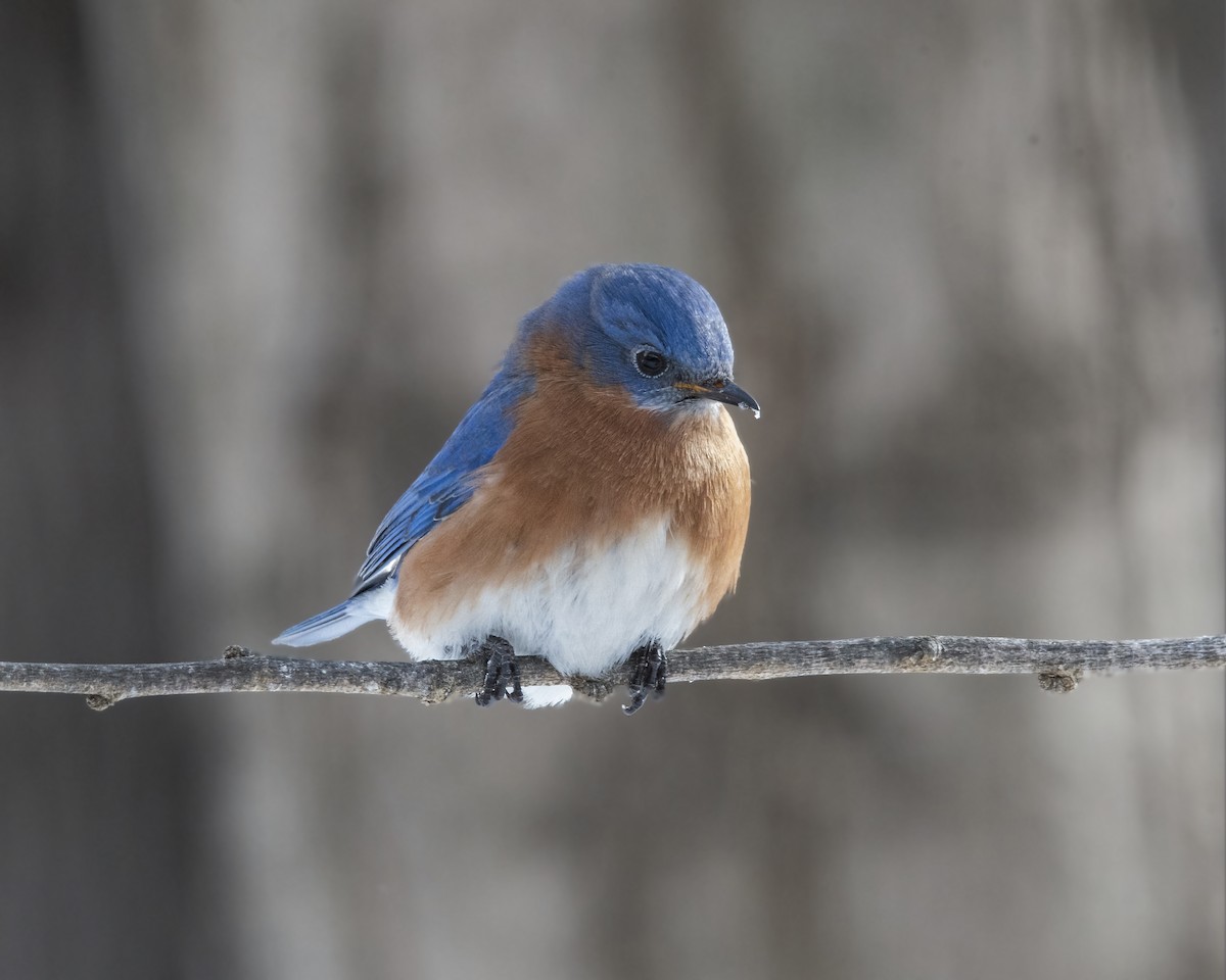 Eastern Bluebird - ML307994801