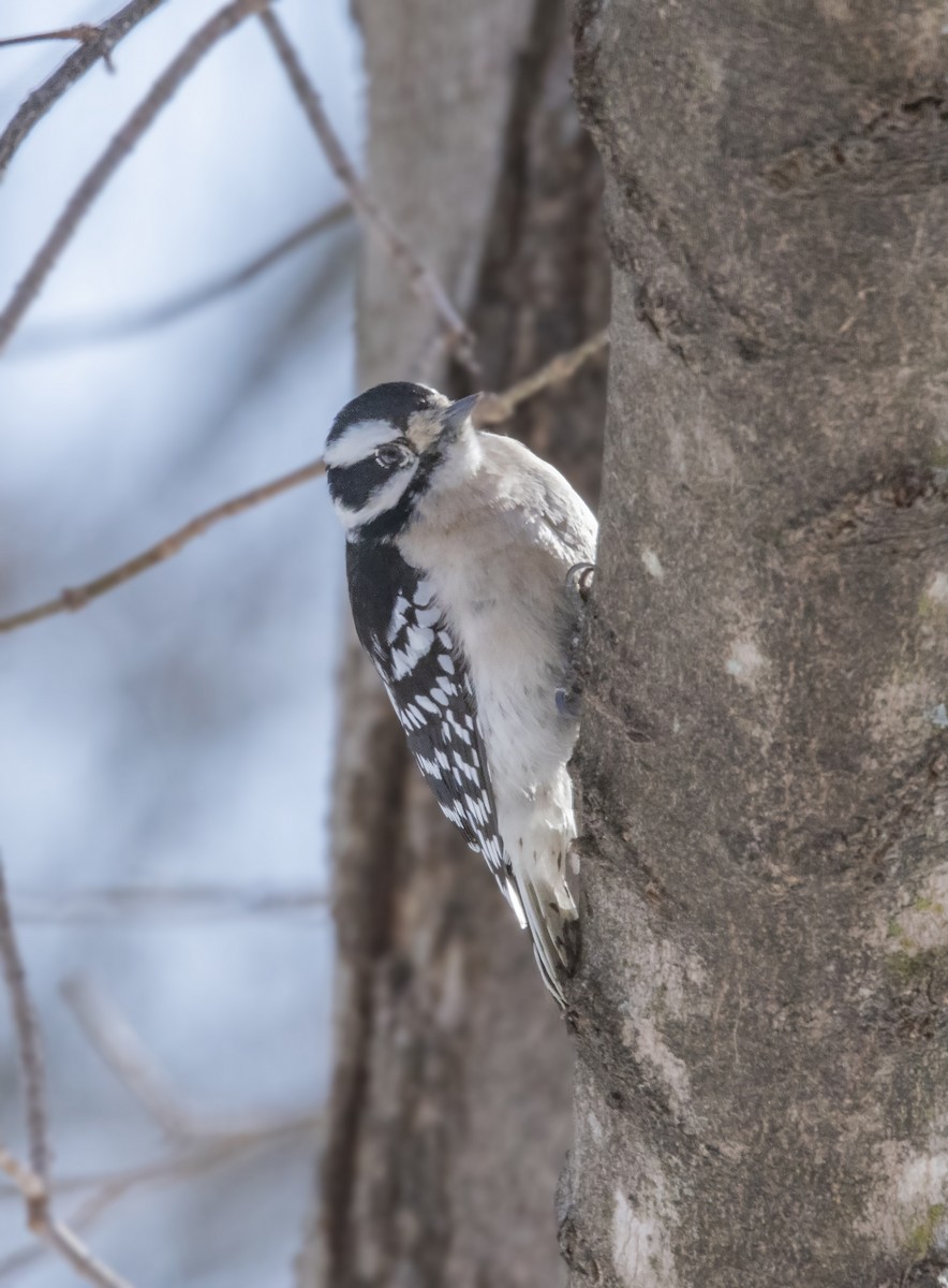 Downy Woodpecker - ML307995901