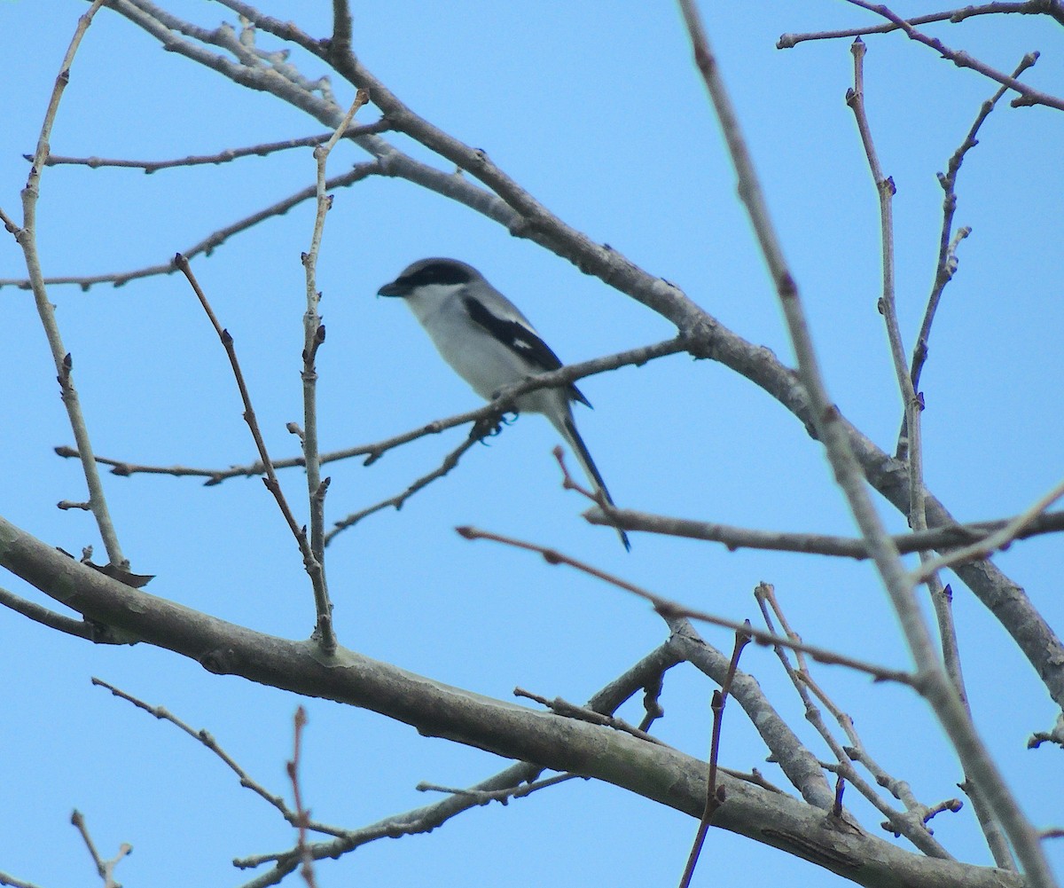 Loggerhead Shrike - ML307995911