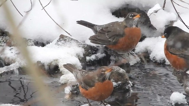 American Robin - ML307996911