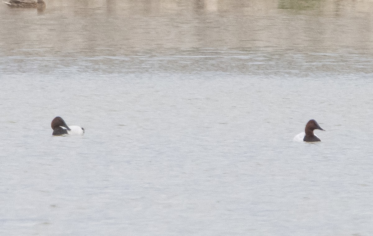 Fuligule à dos blanc - ML307997341