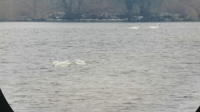 Tundra Swan (Bewick's) - ML307997601