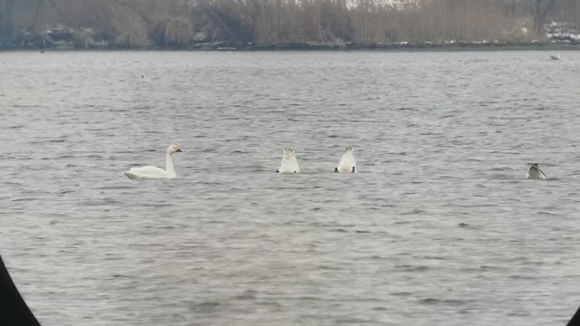 Tundra Swan (Bewick's) - ML307997631