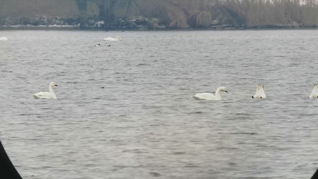 Tundra Swan (Bewick's) - ML307997791