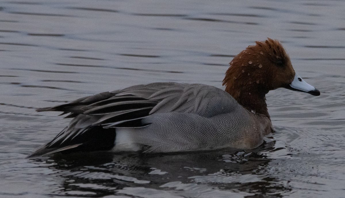 Eurasian Wigeon - ML307997981