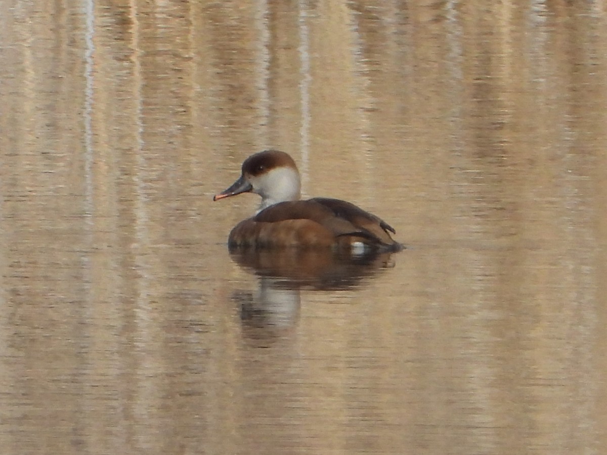 Red-crested Pochard - ML307998231