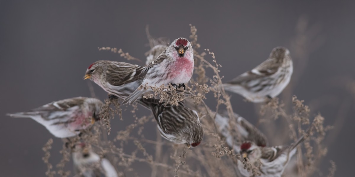 Common Redpoll - ML307998561